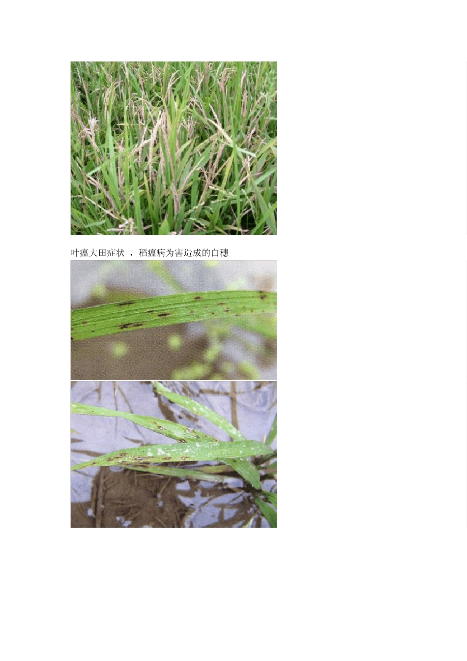 水稻病虫害图谱_第2页