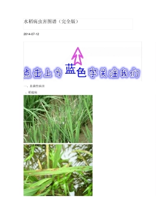 水稻病虫害图谱