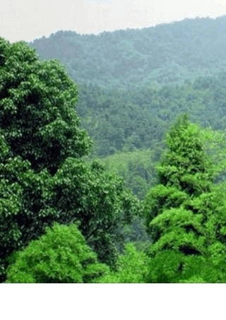 永恒的绿色——兰州市南北两山绿化调研