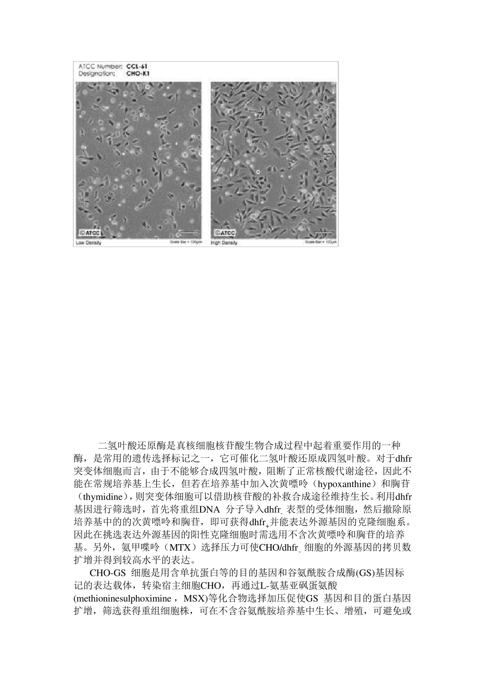 汇总资料cho细胞蛋白表达系统_第2页