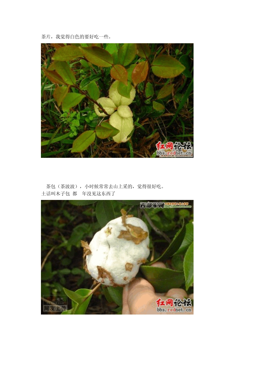 江西野果特产_第2页