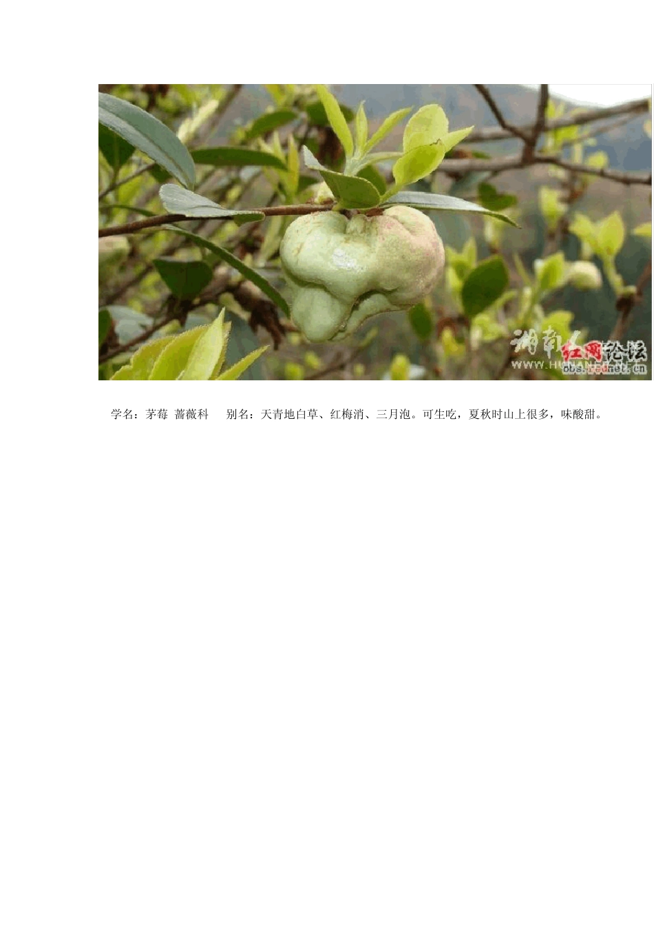 江西野果特产_第3页