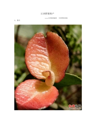 江西野果特产
