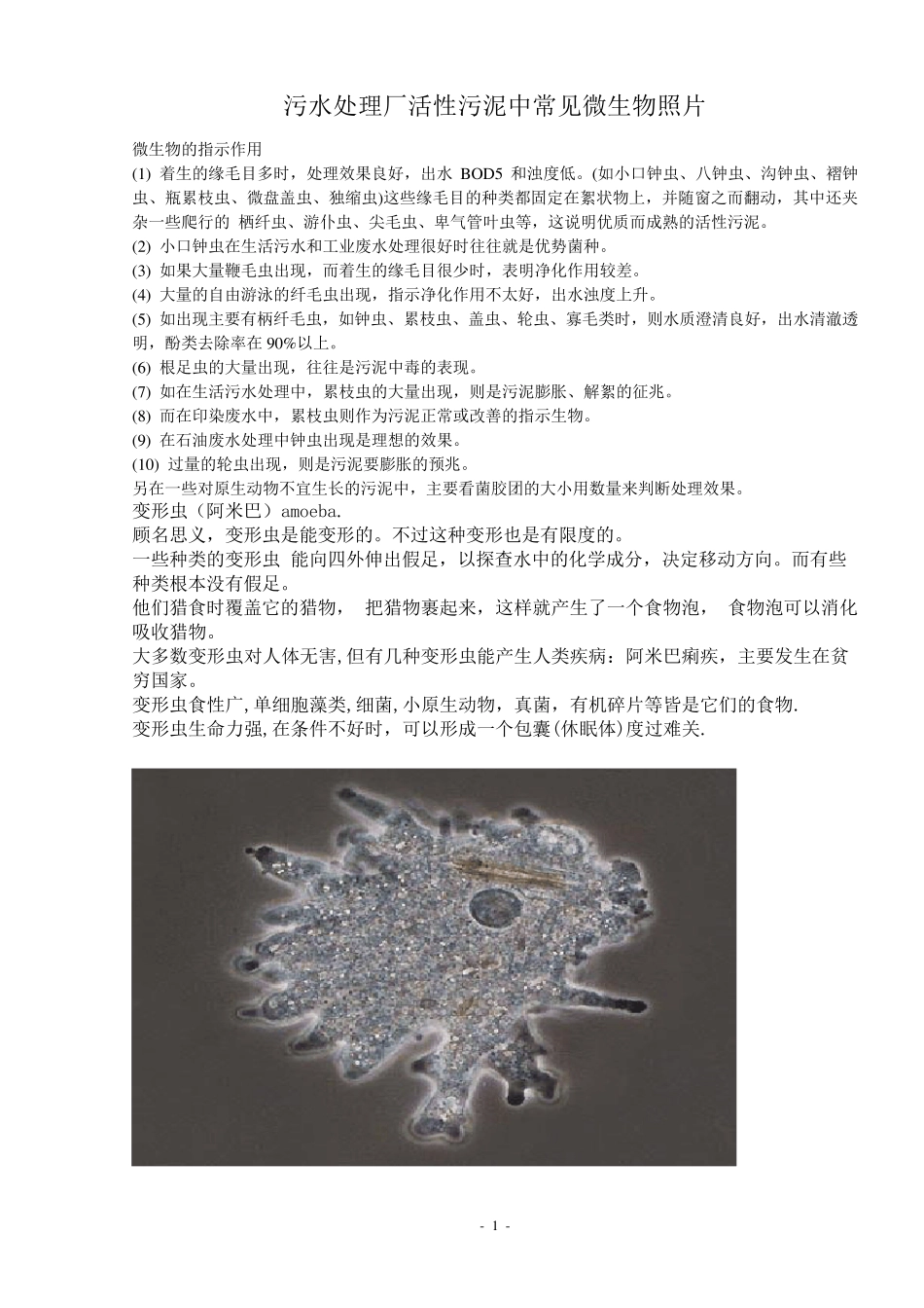 污水处理厂活性污泥中常见微生物照片_第1页
