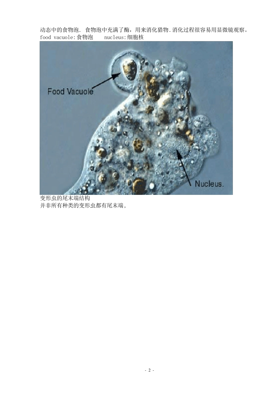 污水处理厂活性污泥中常见微生物照片_第2页