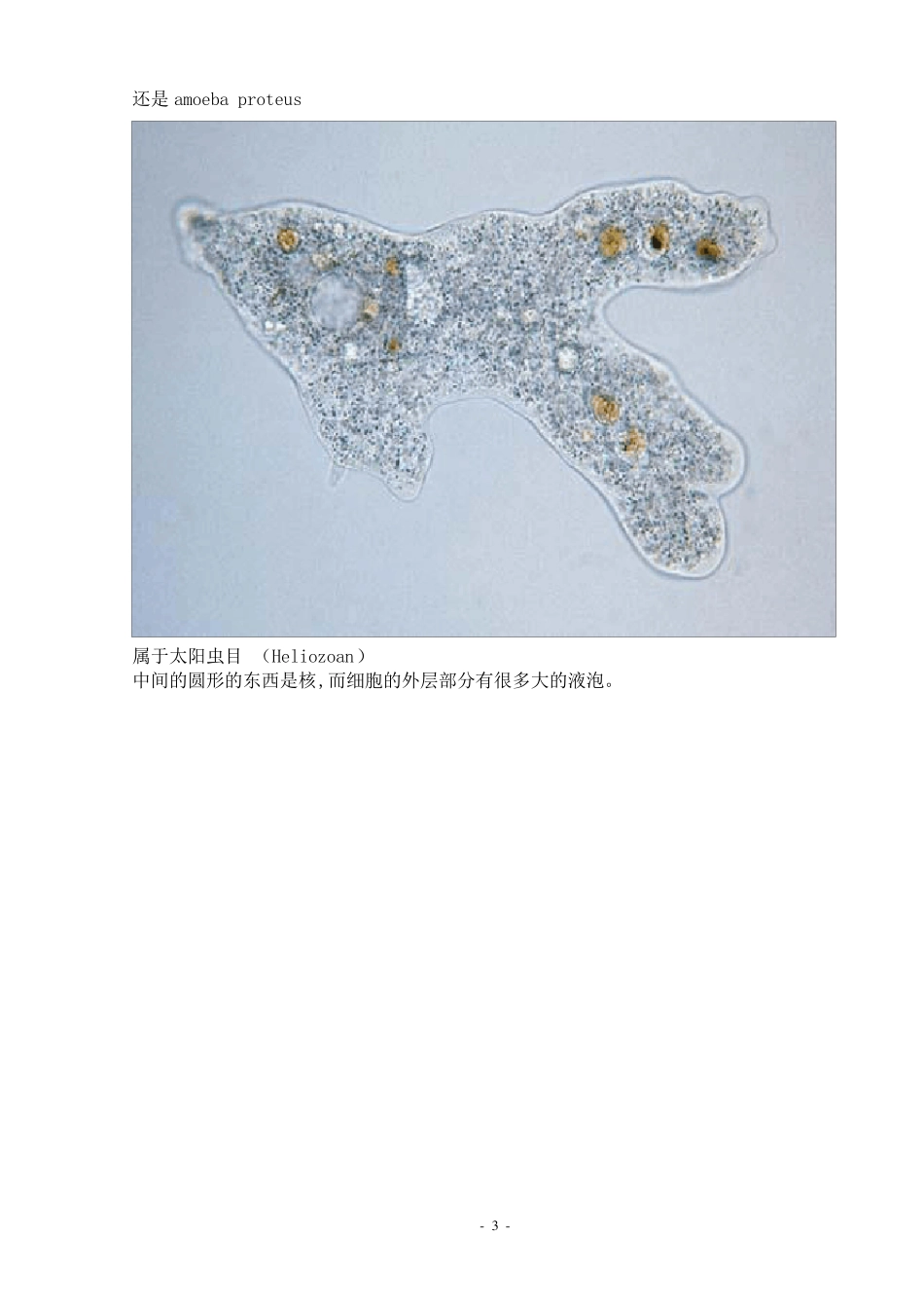 污水处理厂活性污泥中常见微生物照片_第3页