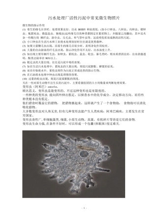 污水处理厂活性污泥中常见微生物照片