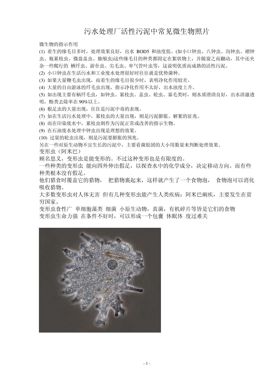 污水处理厂活性污泥微生物照片_第1页