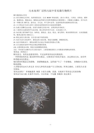 污水处理厂活性污泥微生物照片