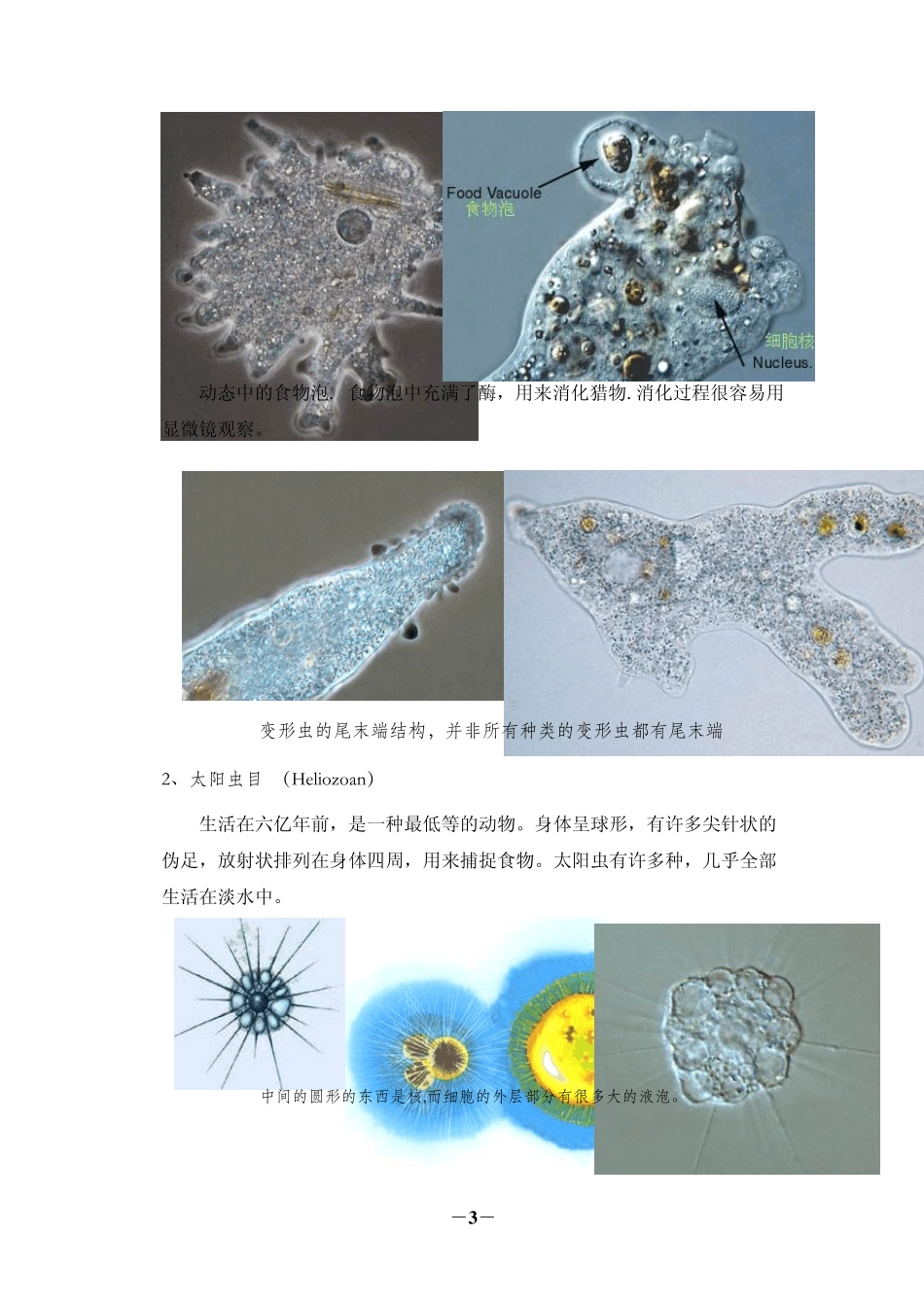 污水处理微生物指示作用_第3页