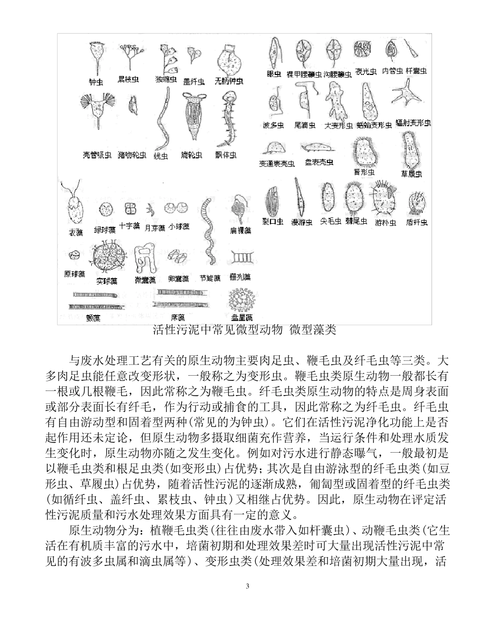 污水生物镜检各种小虫_第3页