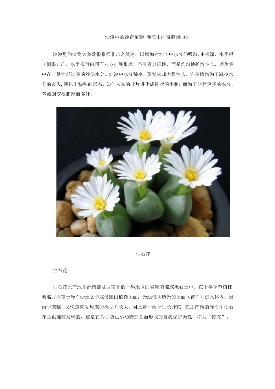 沙漠中的神奇植物_第1页