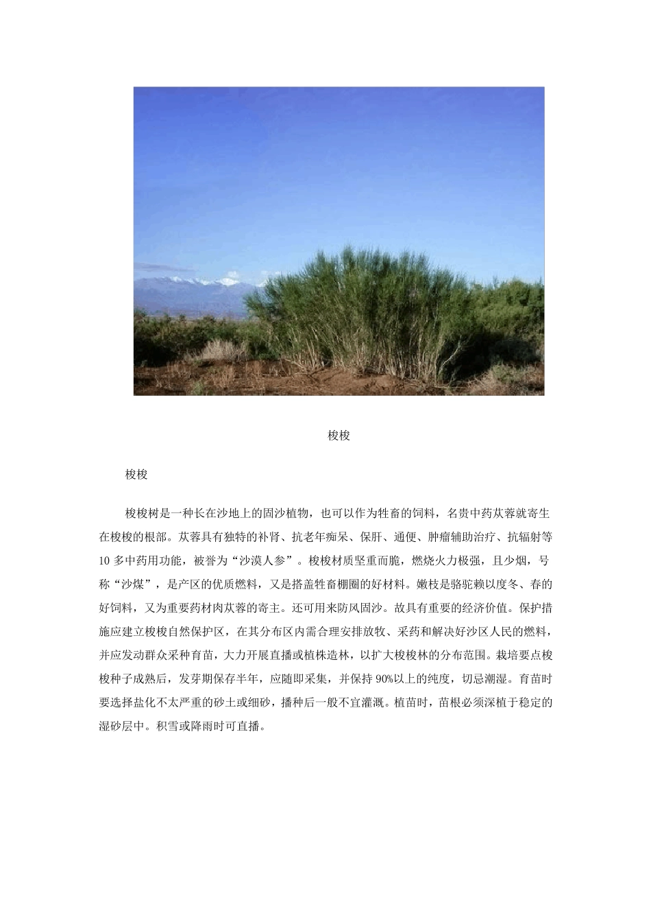 沙漠中的神奇植物_第2页