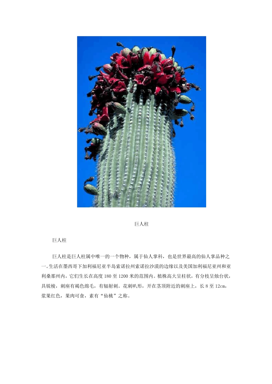 沙漠中的神奇植物_第3页