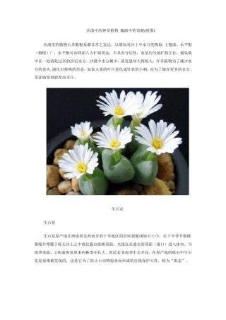 沙漠中的神奇植物
