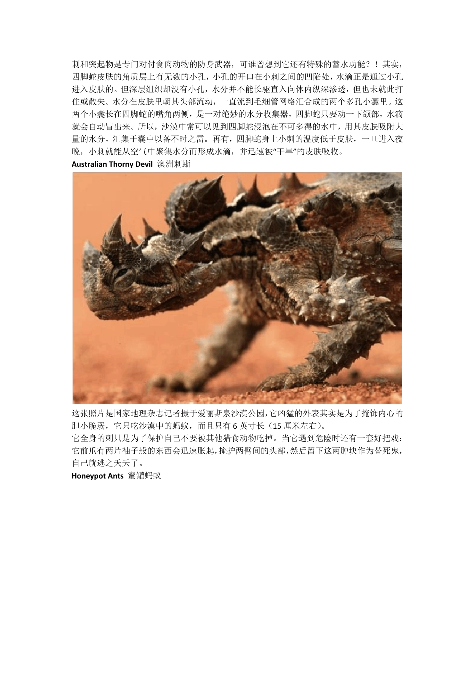 沙漠中的动物介绍_第3页