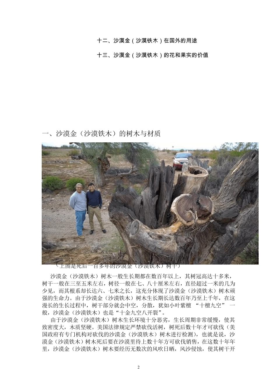 沙漠金(沙漠铁木)_第2页