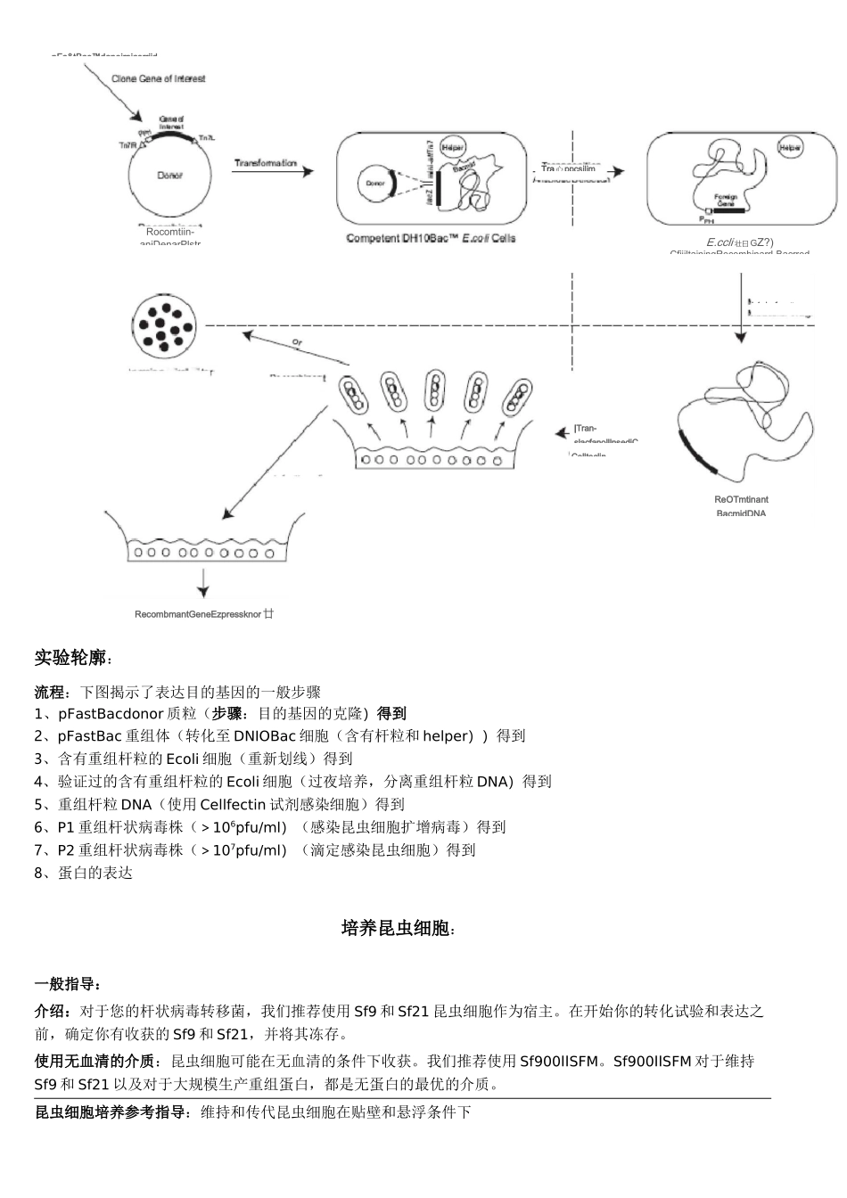 Bac-to-Bac杆状病毒表达系统_第3页
