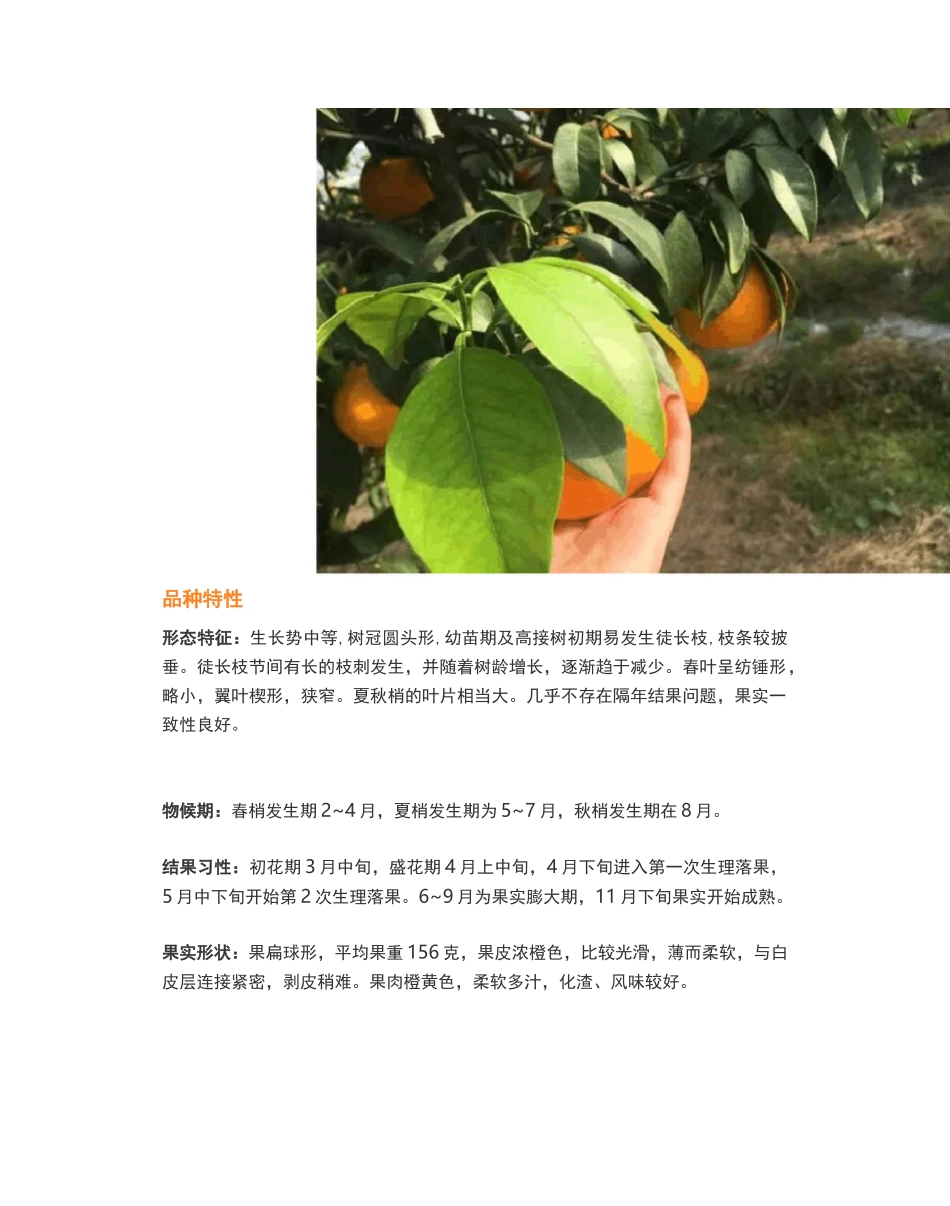 “红美人”柑橘栽培技术手册(完全版)_第2页