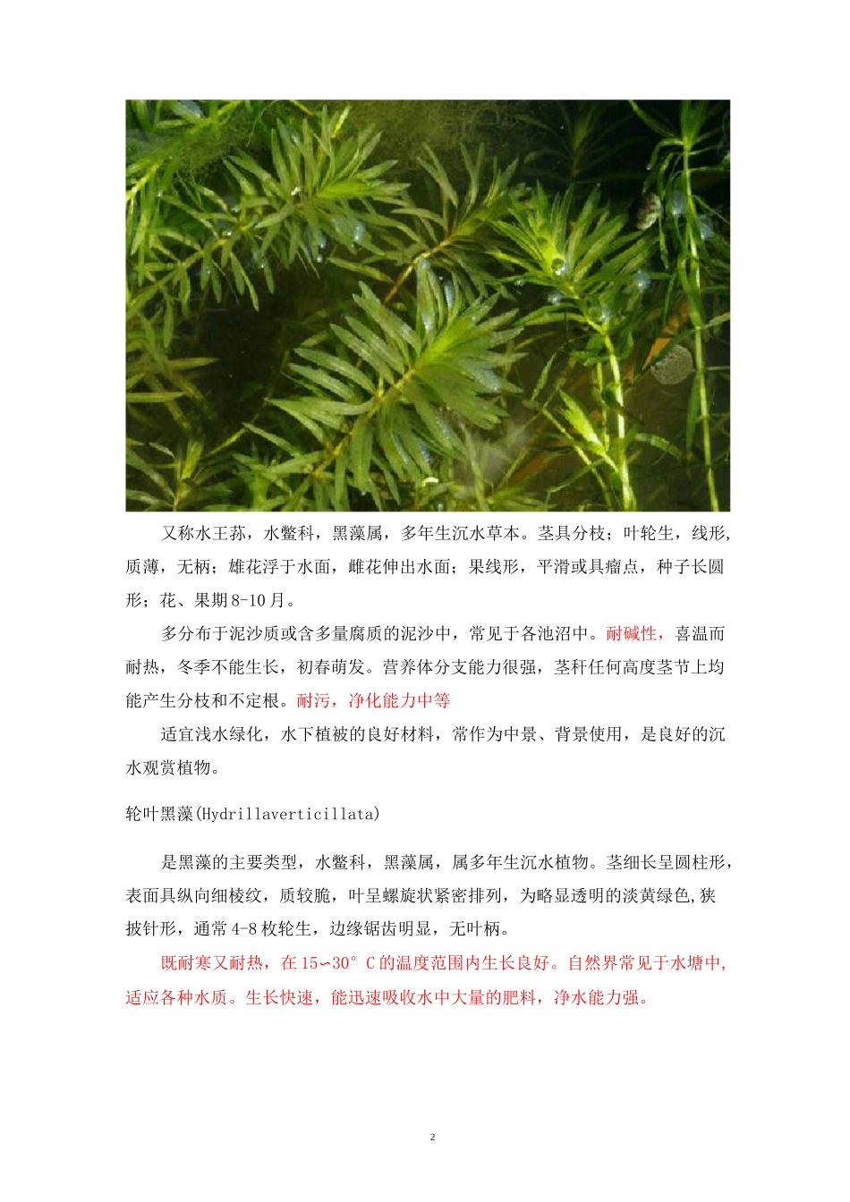 沉水植物汇总汇总_第2页
