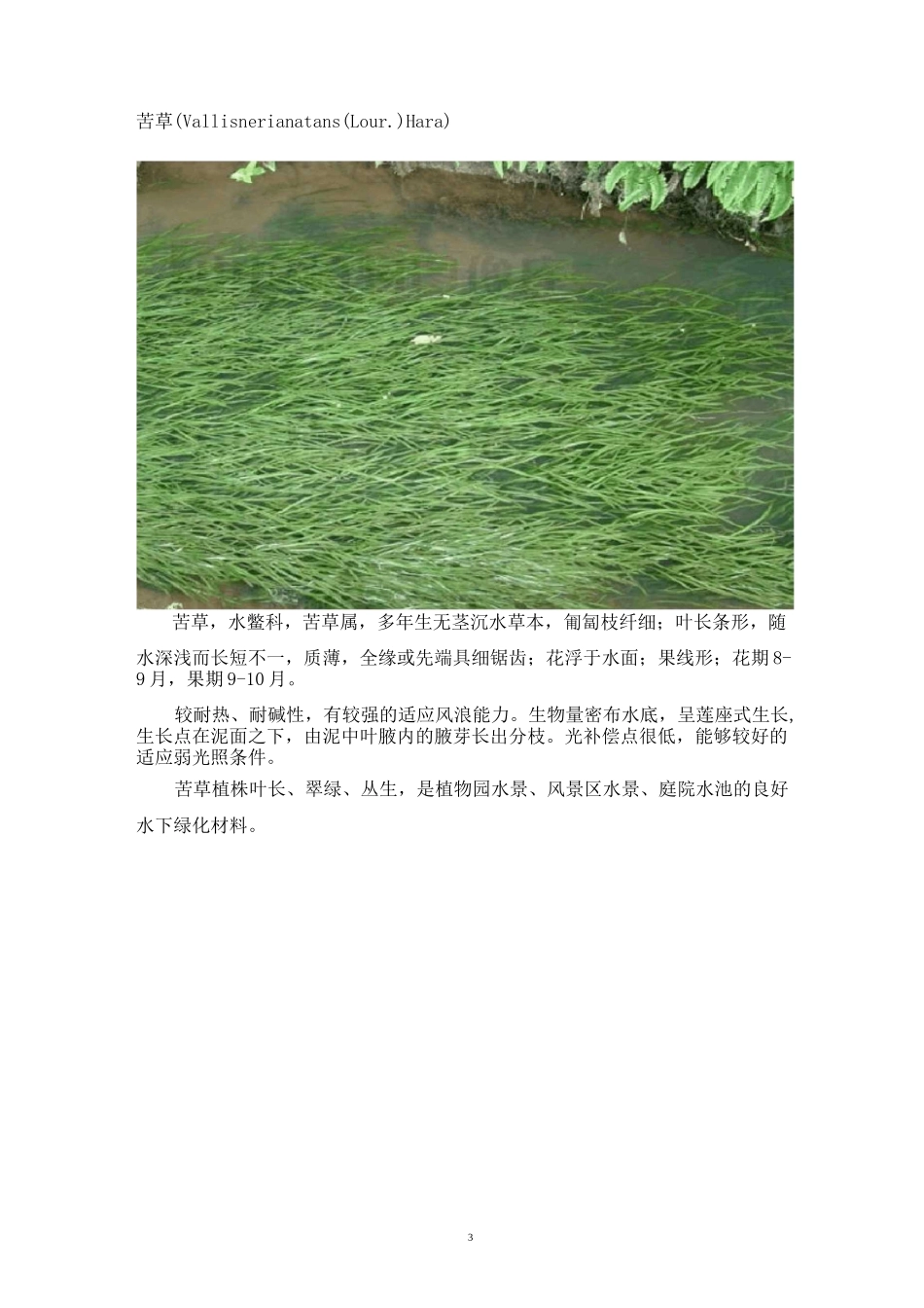 沉水植物汇总汇总_第3页