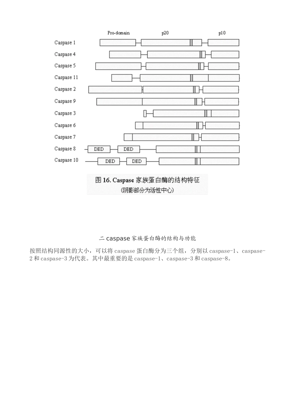 caspase家族及在细胞凋亡中的作用_第3页