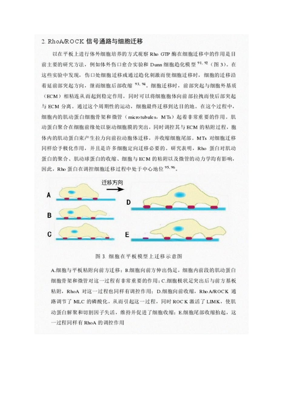 RhoA与ROCK信号通路与细胞迁移_第3页