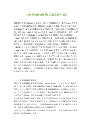 TUNEL染色检测细胞凋亡