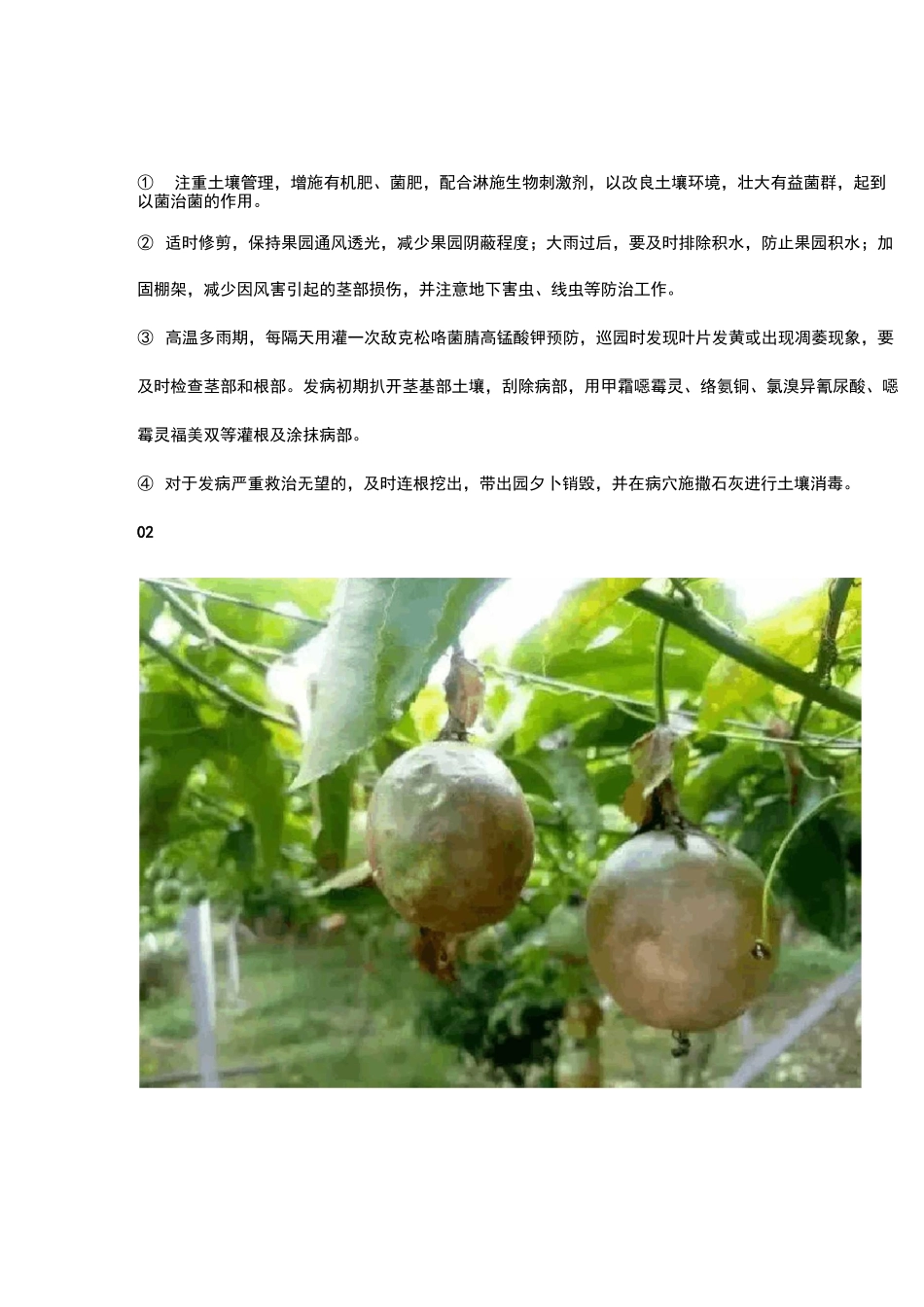 百香果主要病害及防治方法_第2页