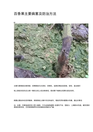 百香果主要病害及防治方法