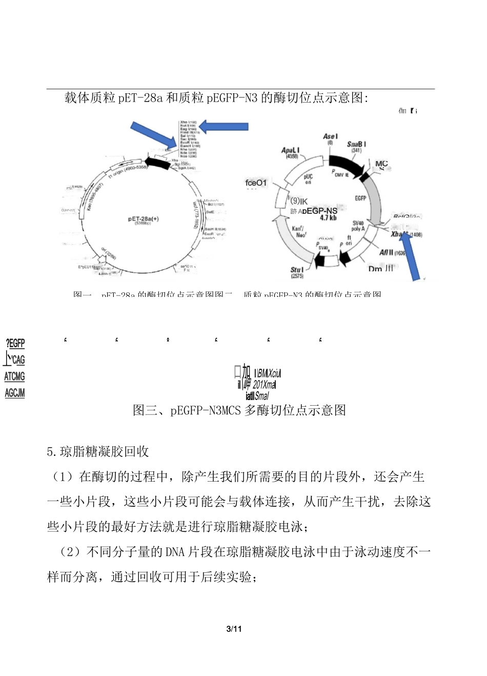 目的基因双酶切和电泳纯化胶回收实验报告_第3页