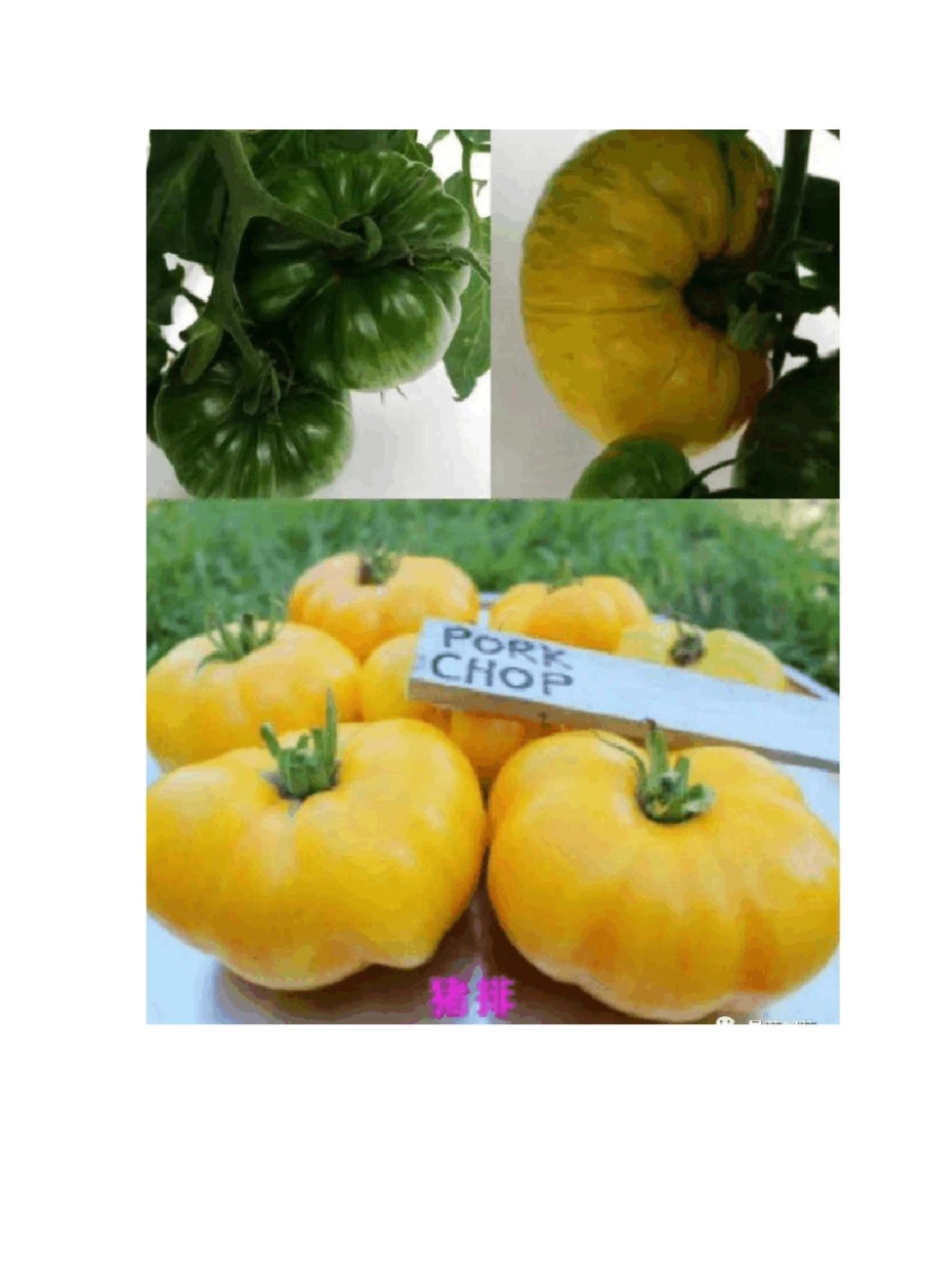番茄特色品种大全_第2页