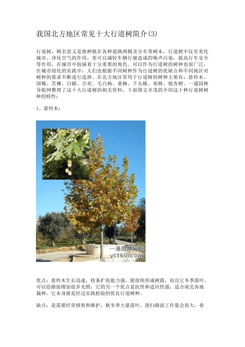 我国北方地区常见十大行道树简介_第1页