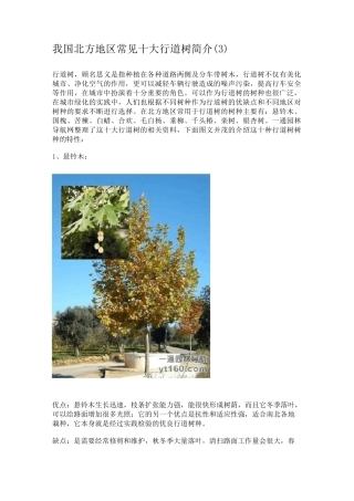 我国北方地区常见十大行道树简介