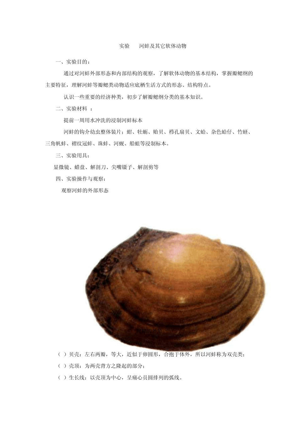 河蚌解剖观察_第1页