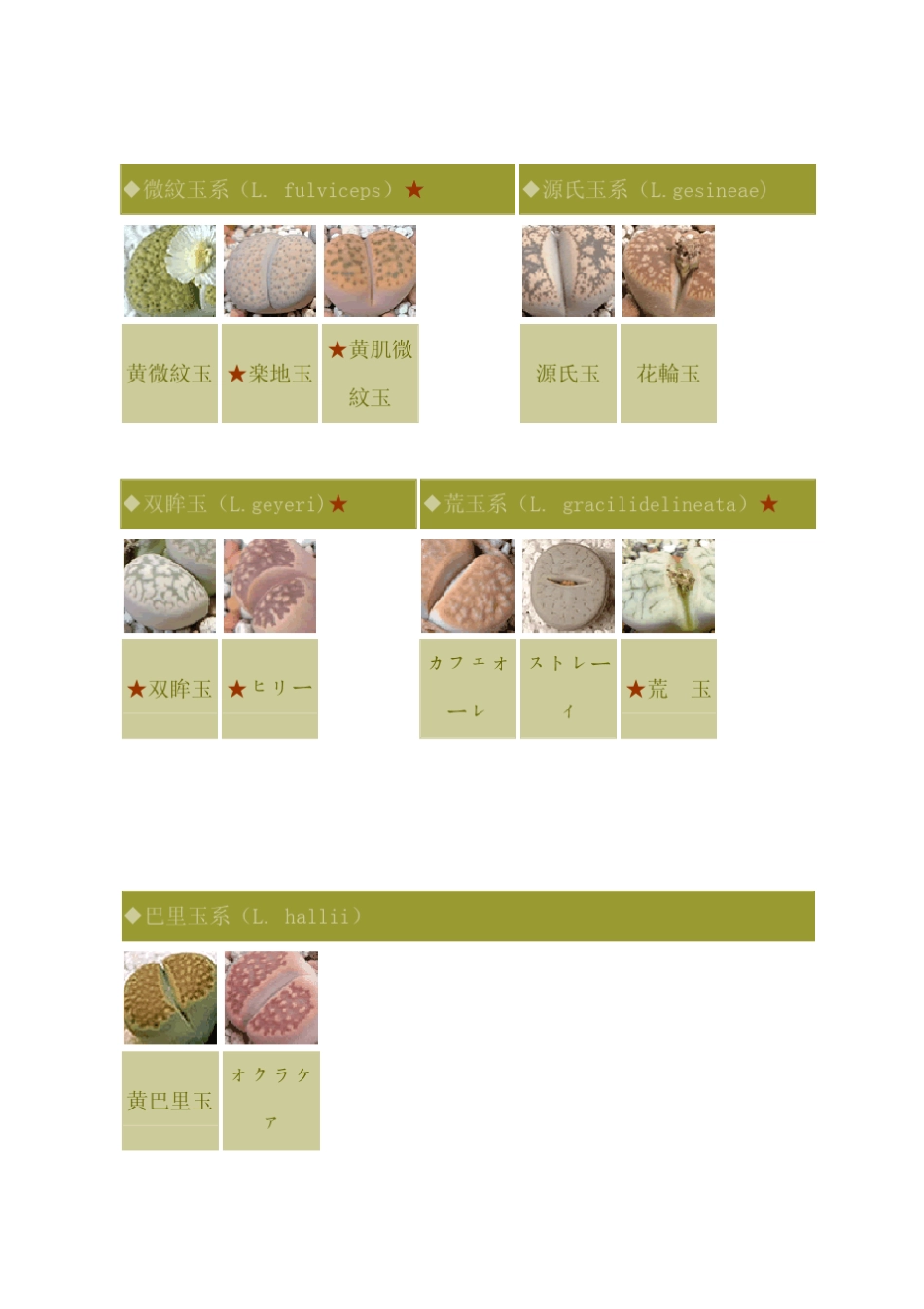 生石花鉴别参考手册_第3页