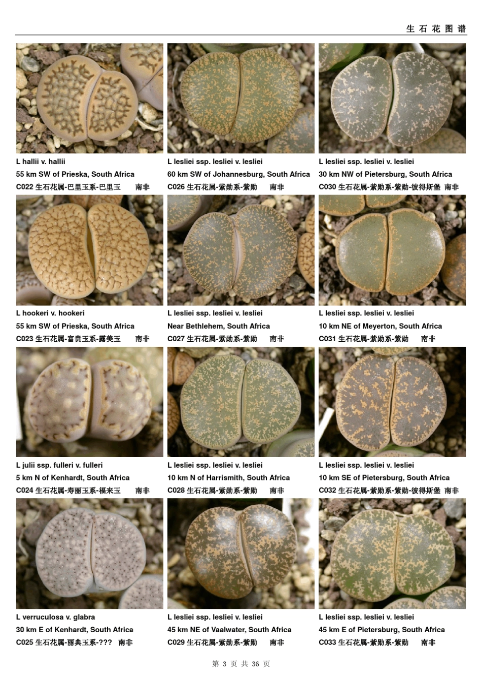 生石花图谱pdf版_第3页
