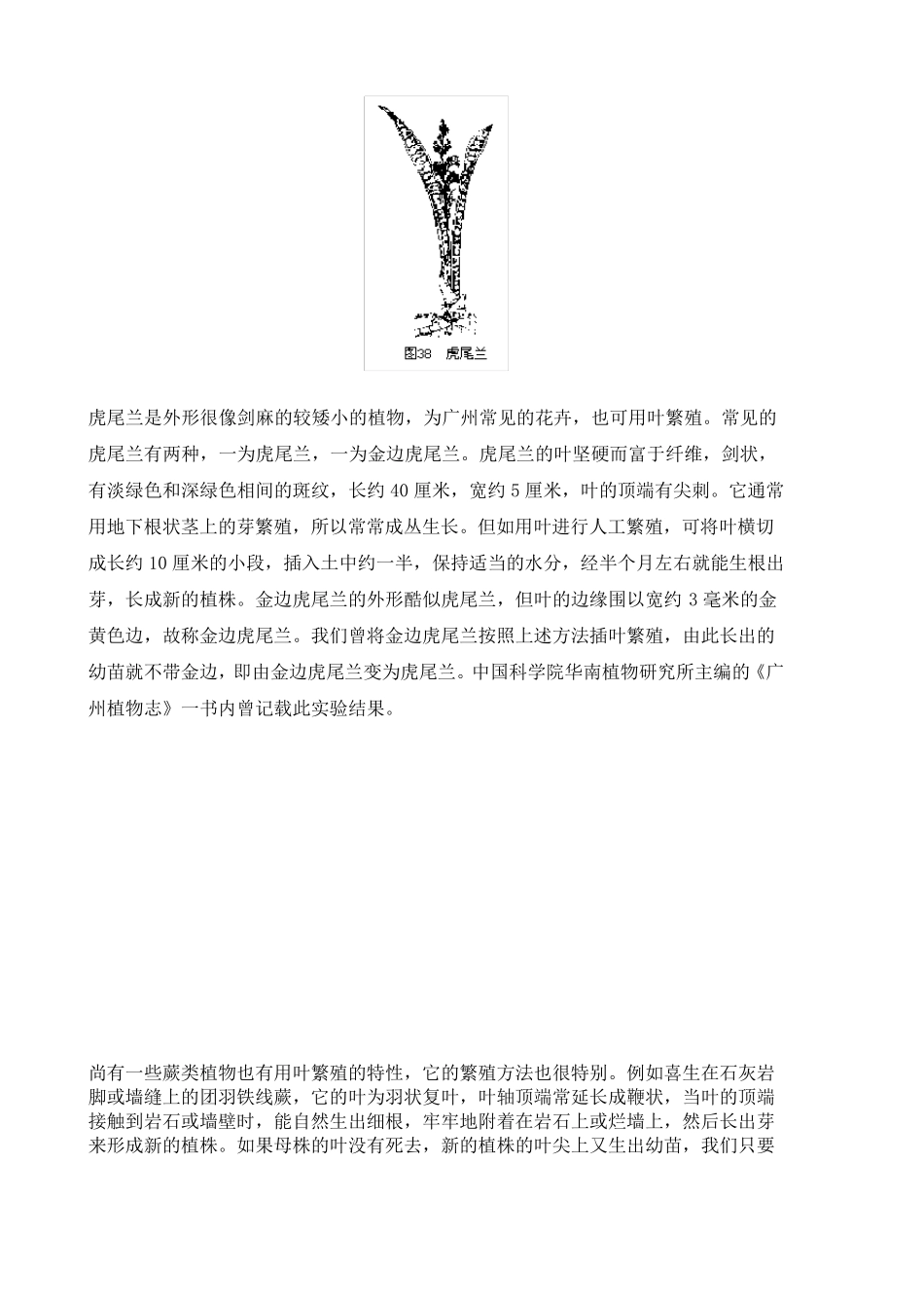 用根茎叶繁殖的植物_第3页