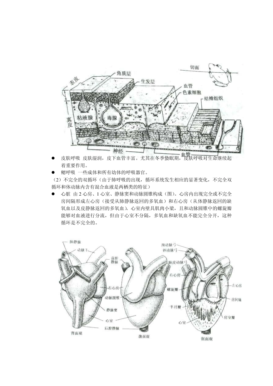由水生向陆生转变的过渡动物两栖纲(Amphibia)_第2页