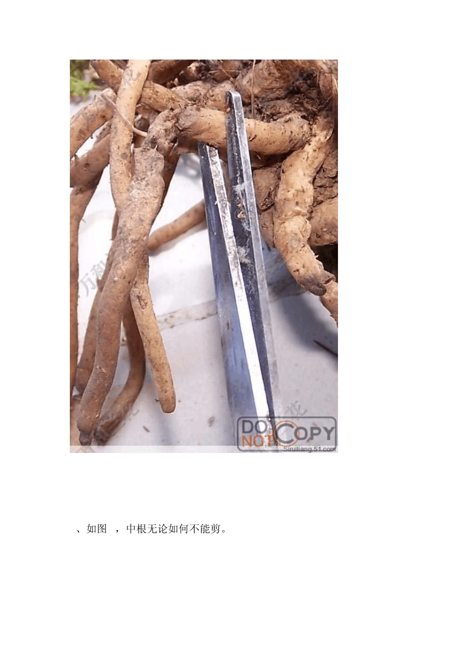 甲基托布津使用方法_第2页