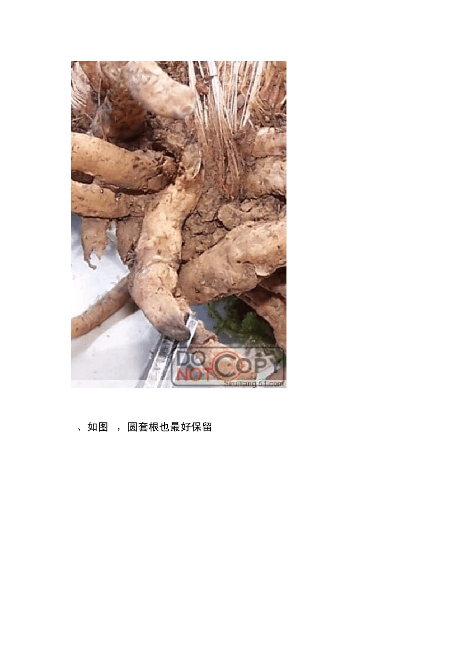 甲基托布津使用方法_第3页