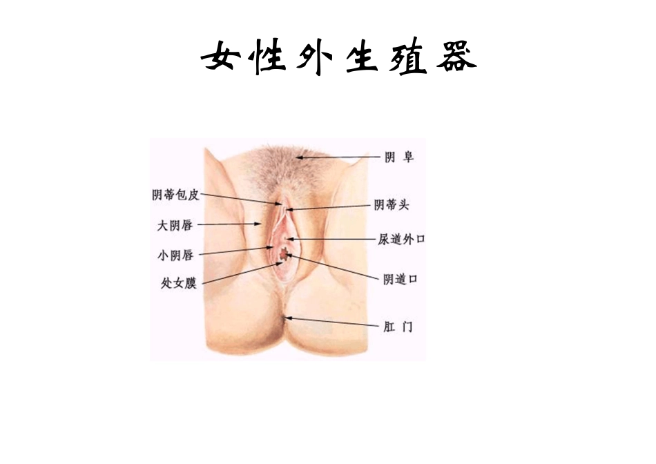 男、女生殖器官以及青春期的生理变化_第2页