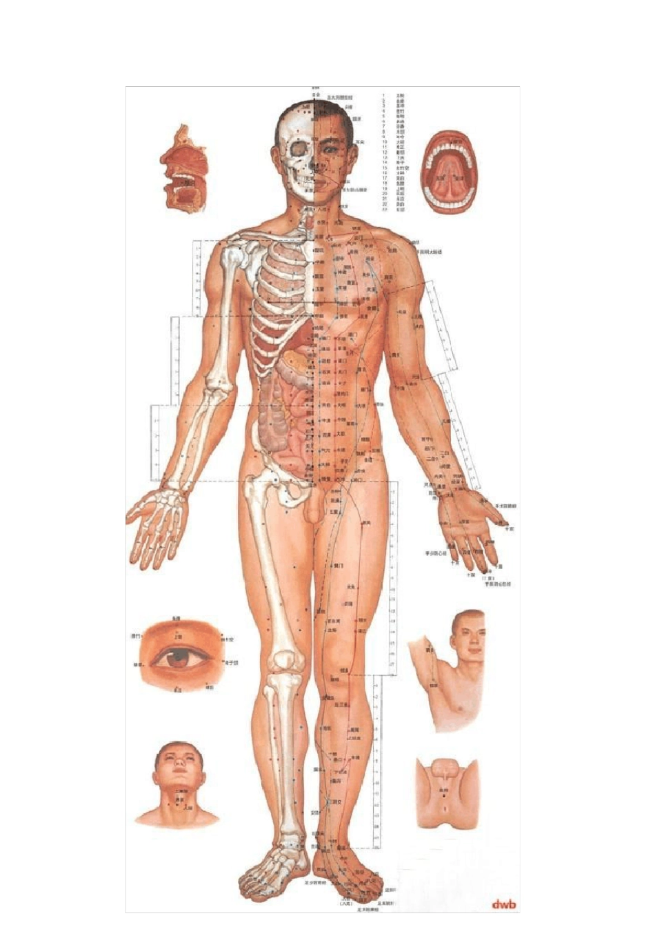 男女人体经络穴位图集_第2页