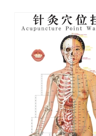 男女真人针灸穴位挂图