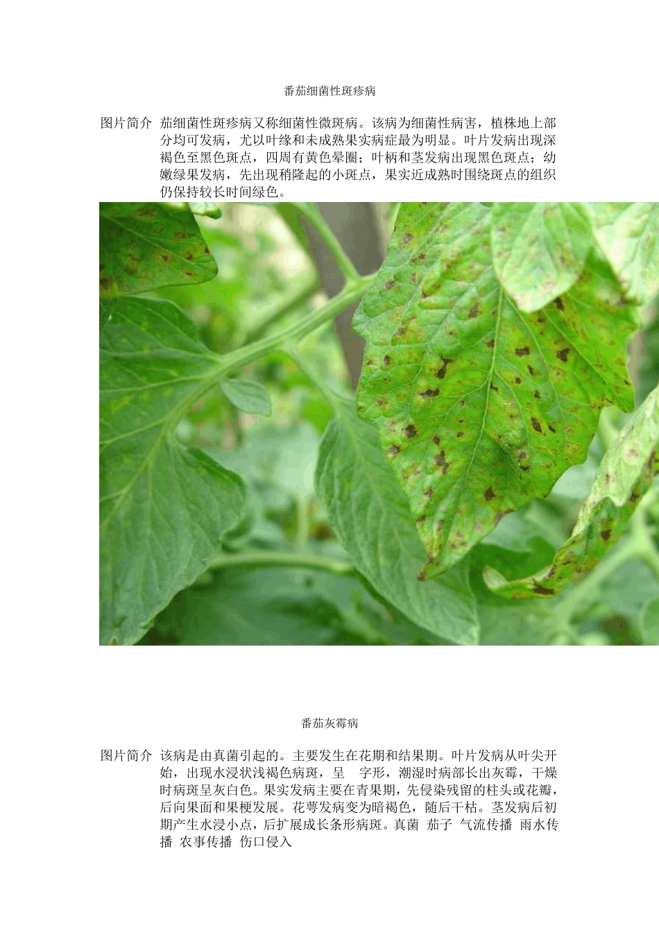 番茄病害图谱_第1页