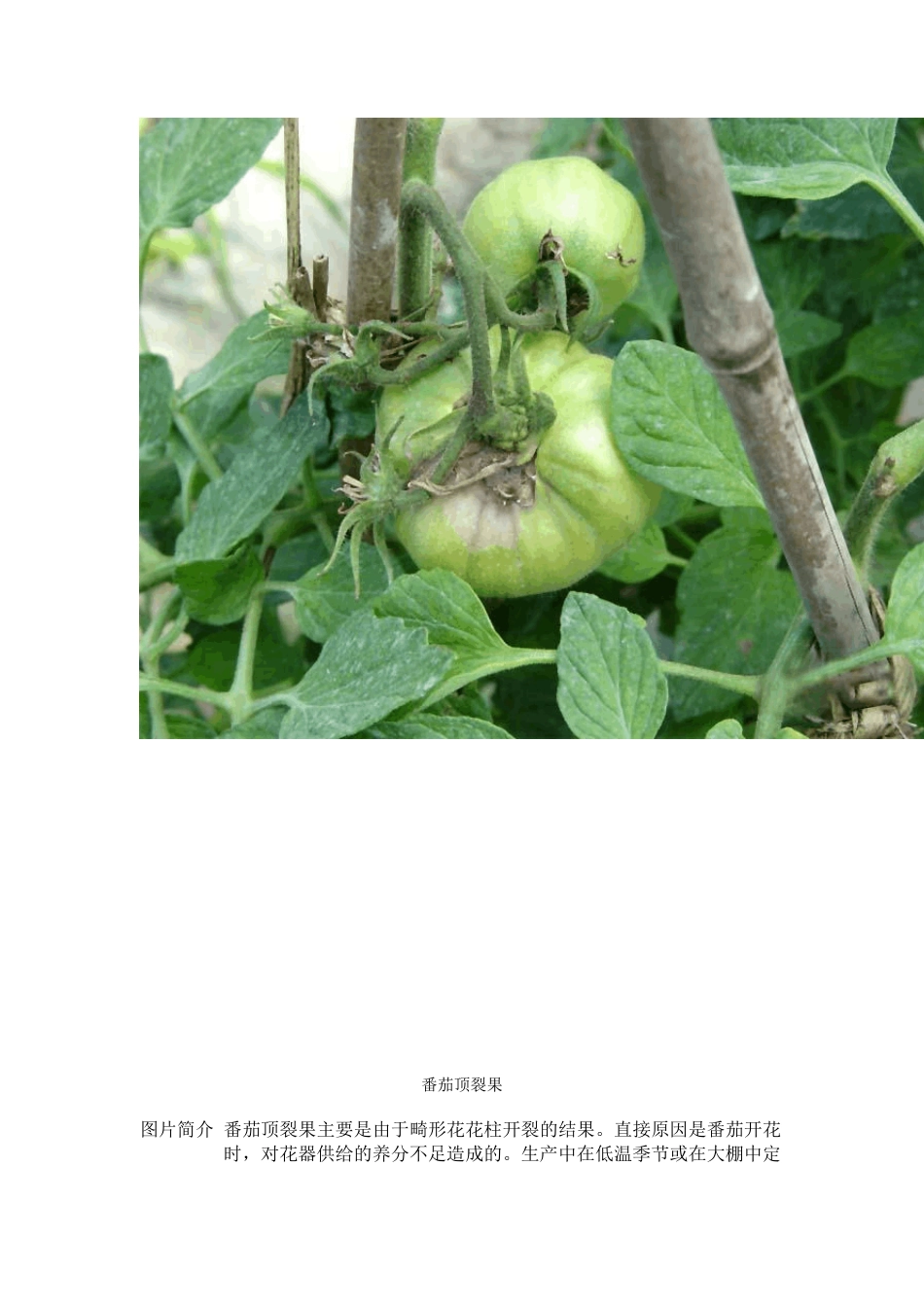 番茄病害图谱_第2页
