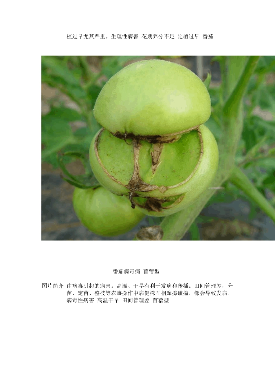 番茄病害图谱_第3页