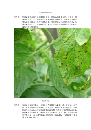 番茄病虫害图谱及防治方法介绍