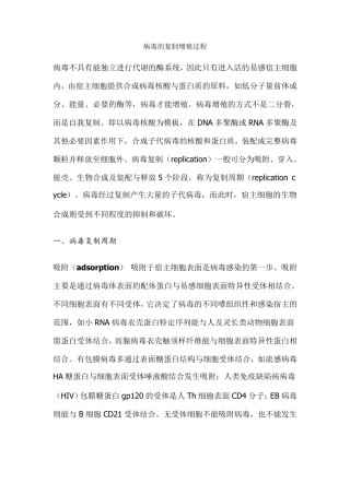 病毒的复制增殖过程