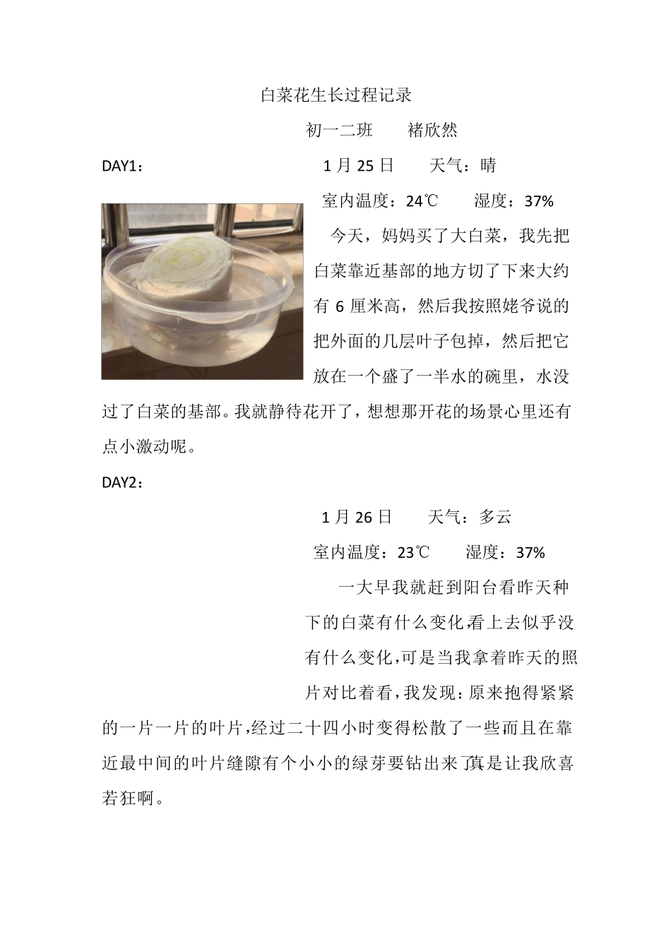 白菜花生长过程记录_第1页